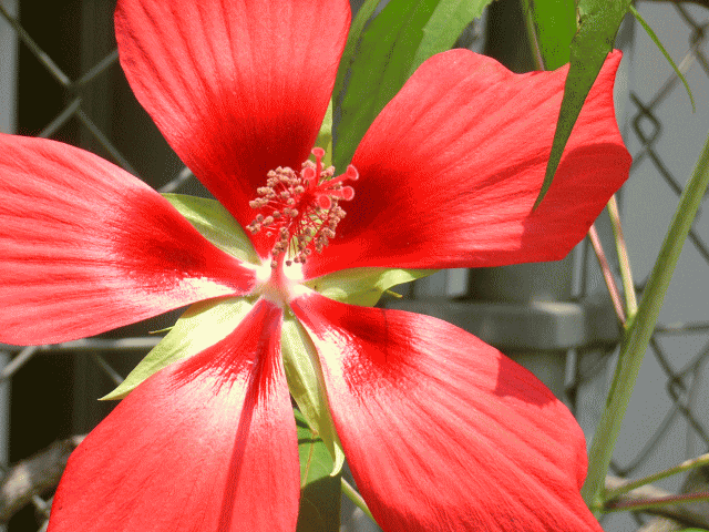 モミジアオイ(紅葉葵)　赤い花